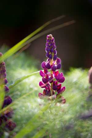 Green Meadow Furniture RHS Chelsea Flower Show