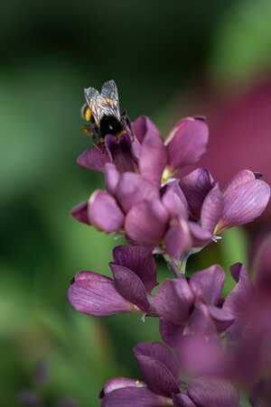 Green Meadow Furniture RHS Chelsea Flower Show