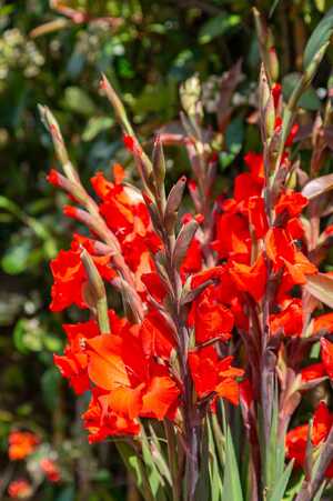 Green Meadow Furniture RHS Chelsea Flower Show