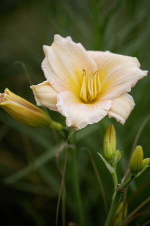 RHS Flower Show at Wentworth Woodhouse