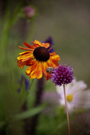 RHS Flower Show at Wentworth Woodhouse
