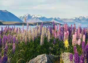 New Zealand Heritage