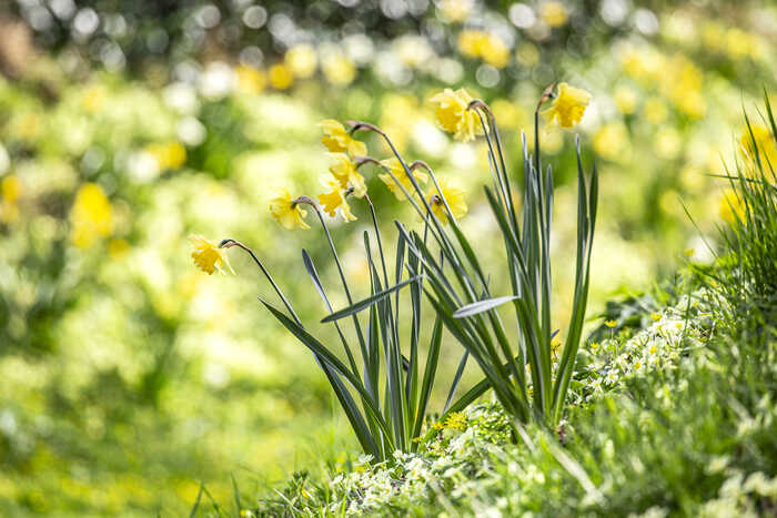 Green Meadow Furniture Spring Garden