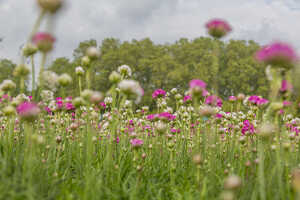 Green Meadow Furniture RHS Chelsea Flower Show Green Meadow Furniture RHS Chelsea Flower Show