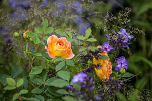 Green Meadow Furniture RHS Hampton Court Garden Festival