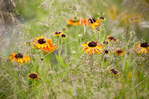Green Meadow Furniture RHS Hampton Court Garden Festival